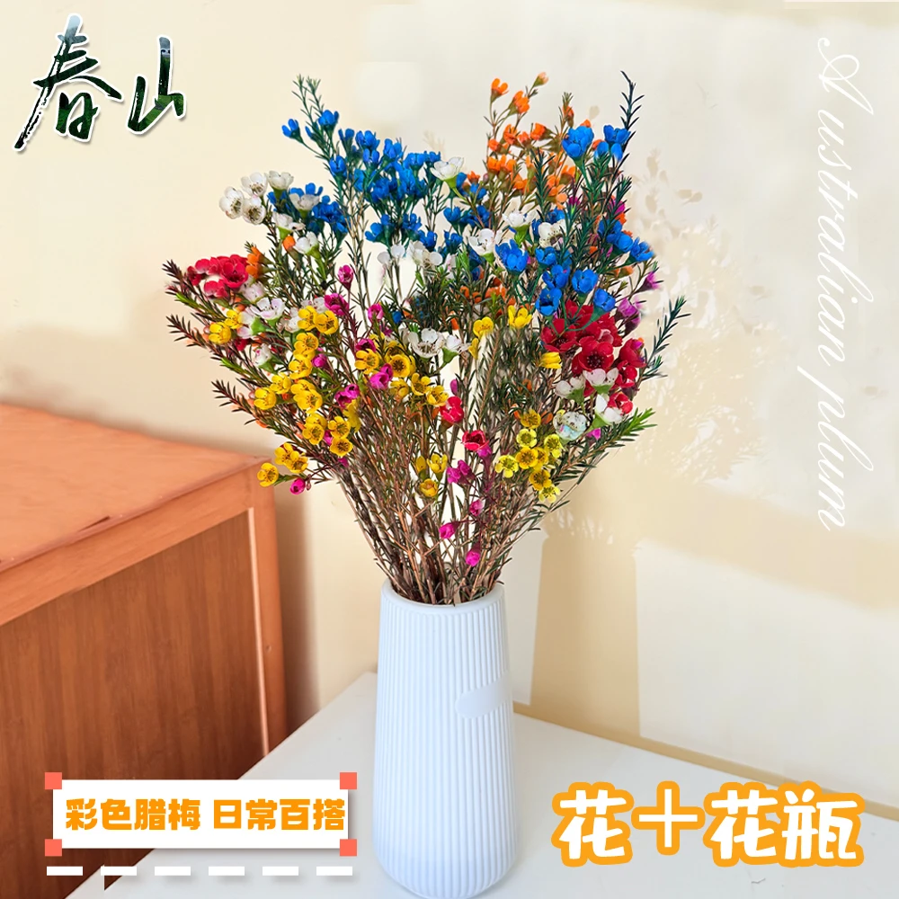 【混色腊梅+送花瓶+保鲜剂】鲜切年宵花期长期家居摆放云南基地直发