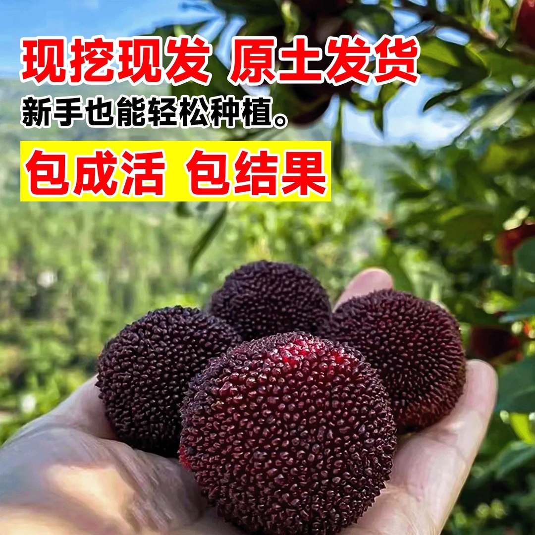 水晶杨梅树苗黑炭东魁杨梅果树苗正宗嫁接杨梅苗南方北方种植