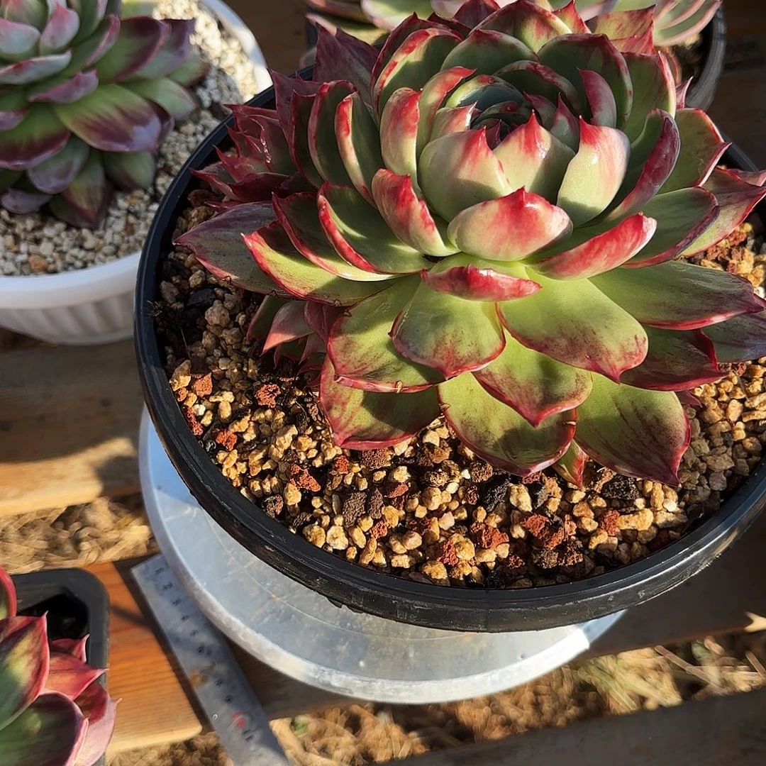 相***美无花朵惊鸿仙子手捧花