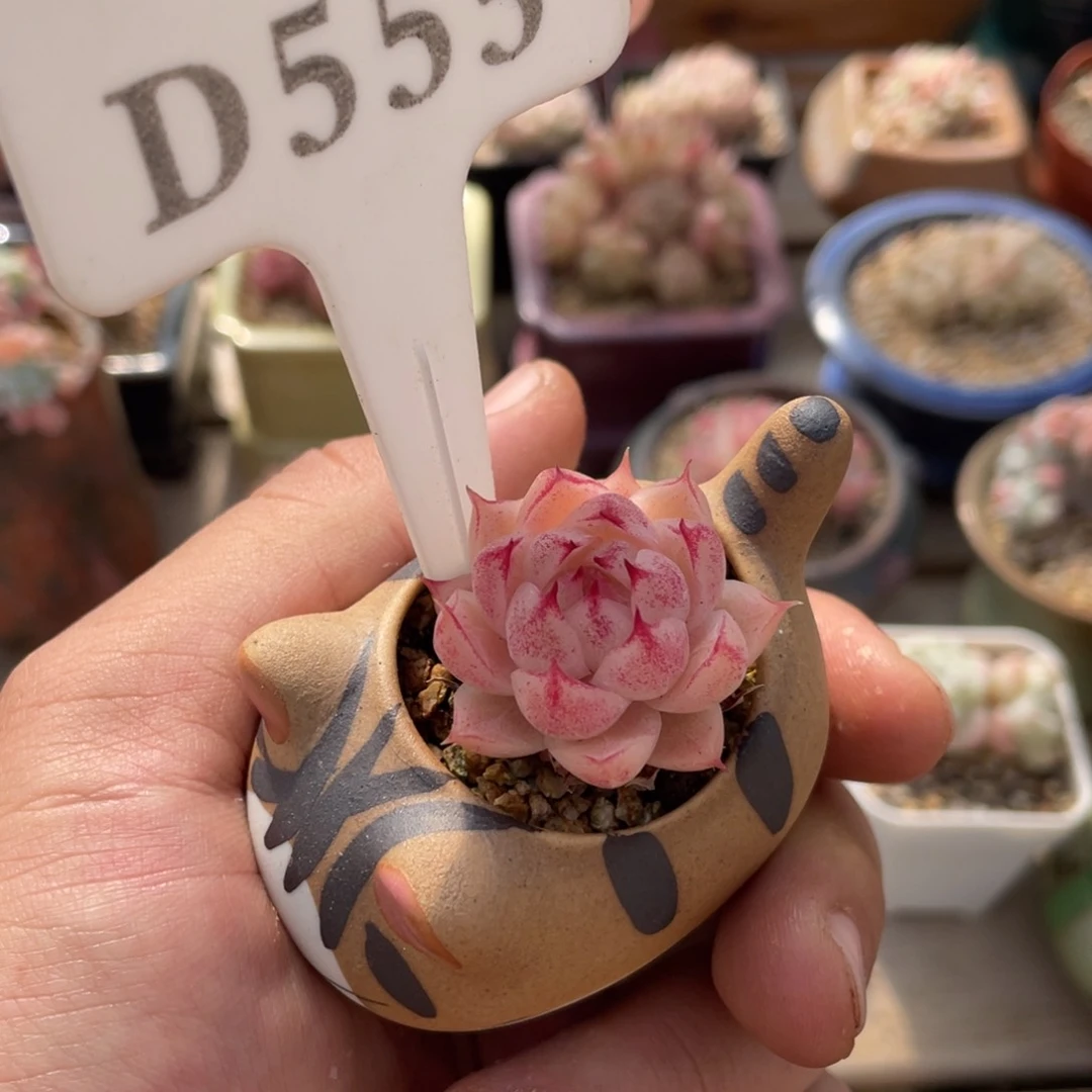 栗***腿555麦秆带盆啦啦啦啦啦