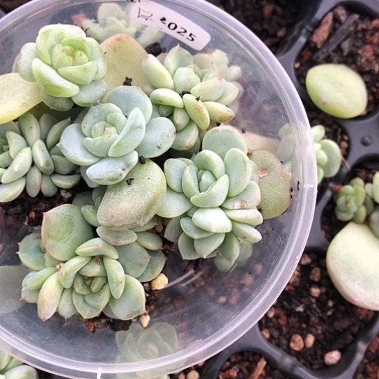 025甜心饭盒小勿晒