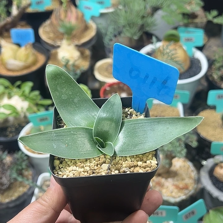 毛边春慵花产地多肉植物