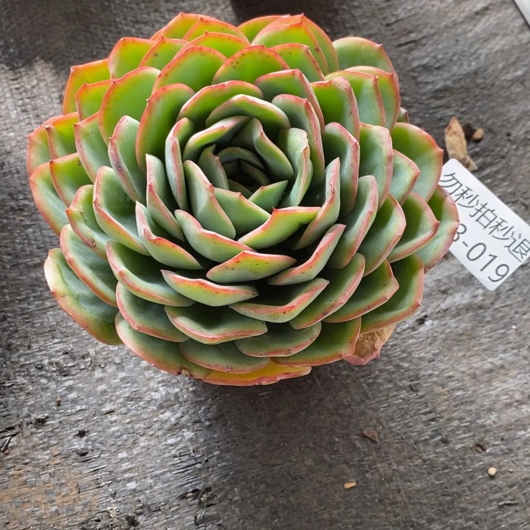 两单包邮1113-19晨露