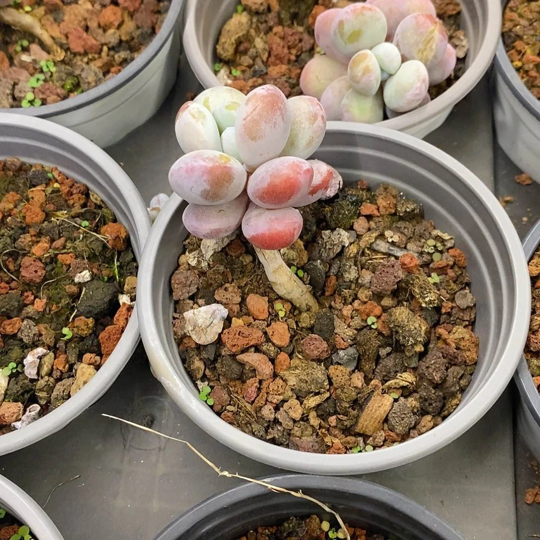 团。雪美人。福利多多