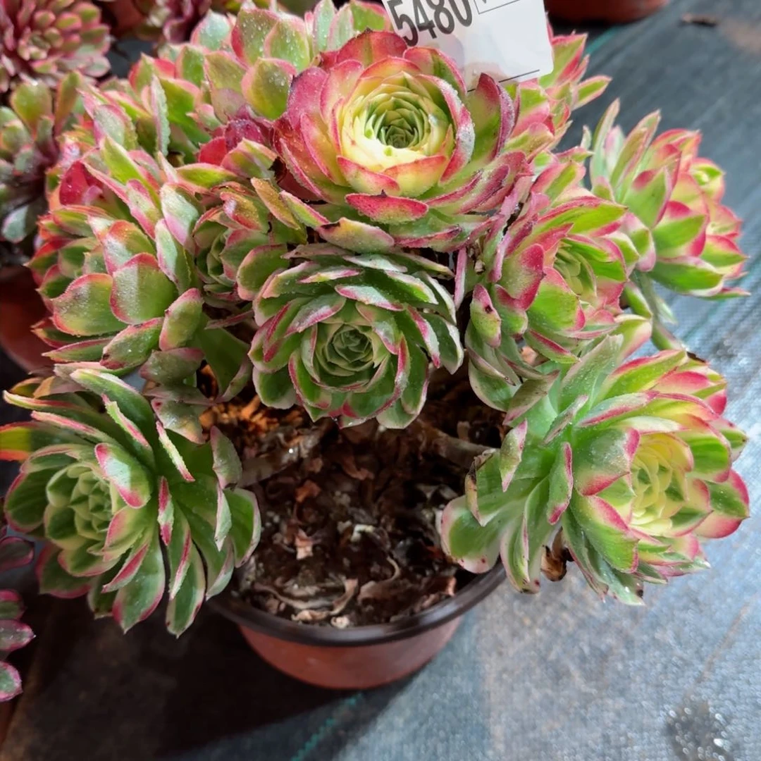 为**醉5480多肉海王多肉多肉