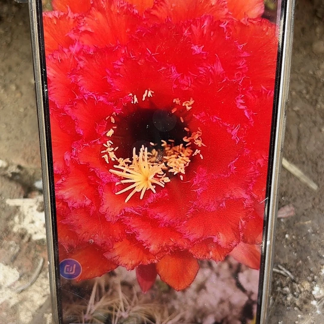 克斯丁毛花柱有根五六公分