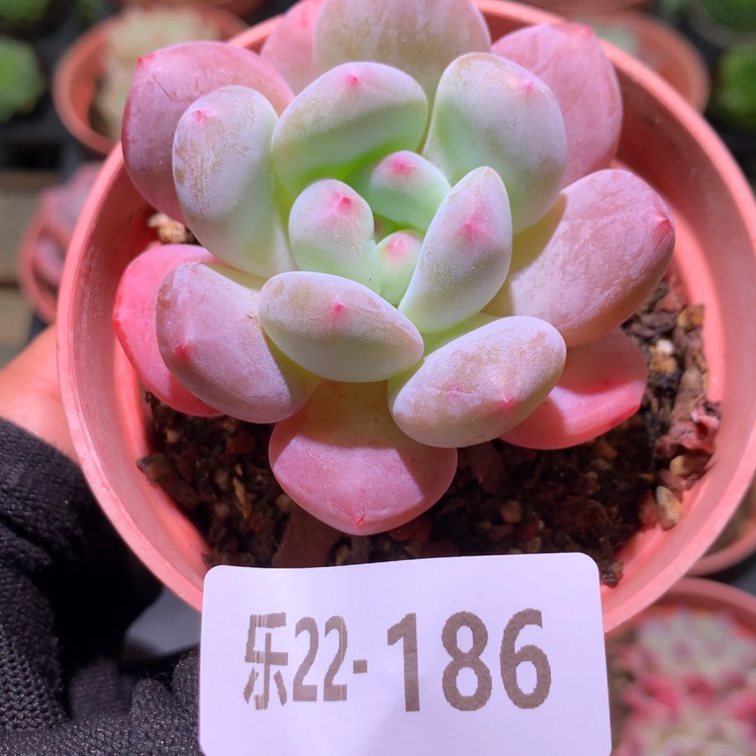 乐然22-186 香缇单头