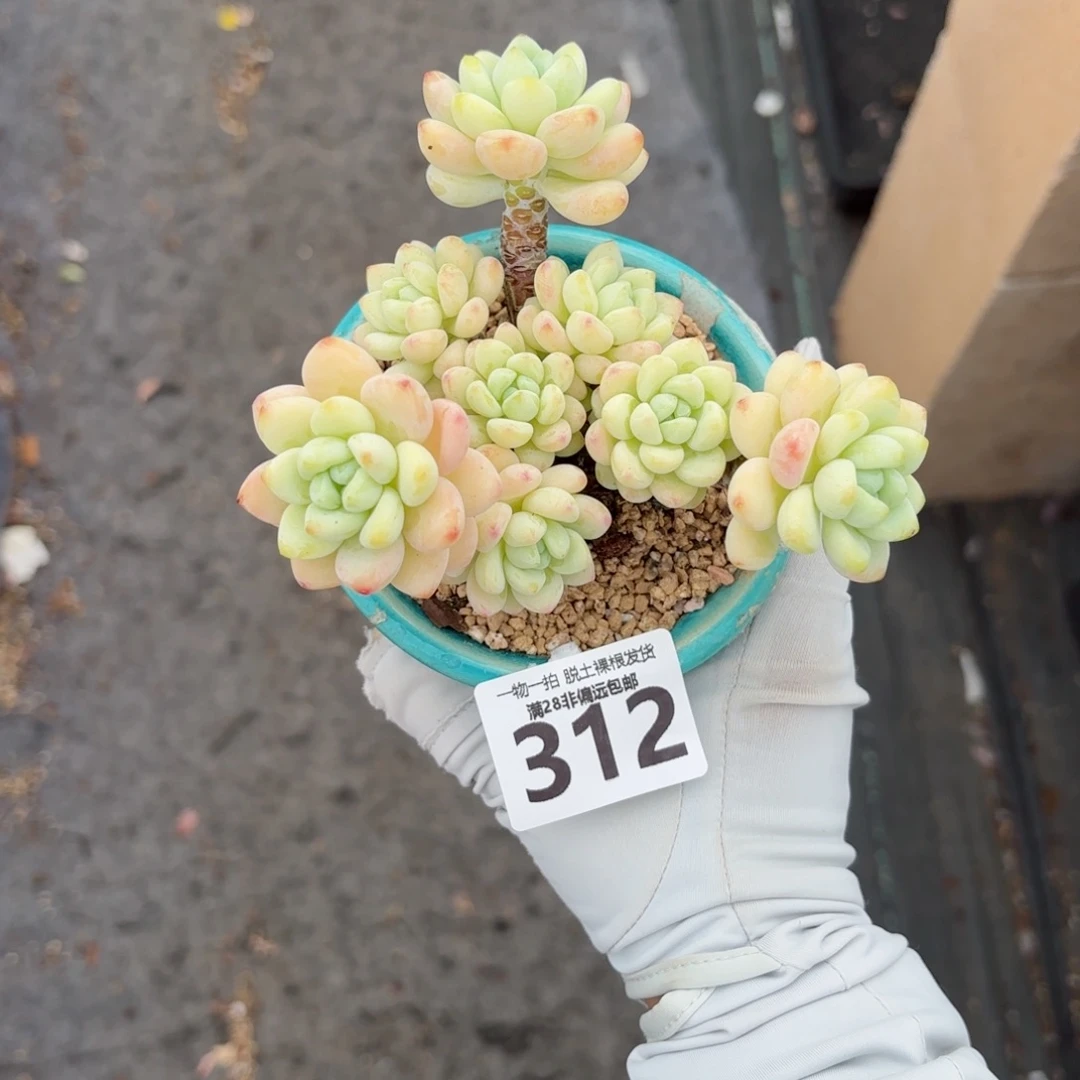 樱花罗绮无盆土发货