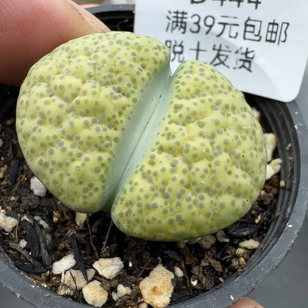 444多肉哈哈哈哈哈哈哈