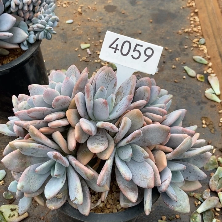 4059。   粉兔缀。