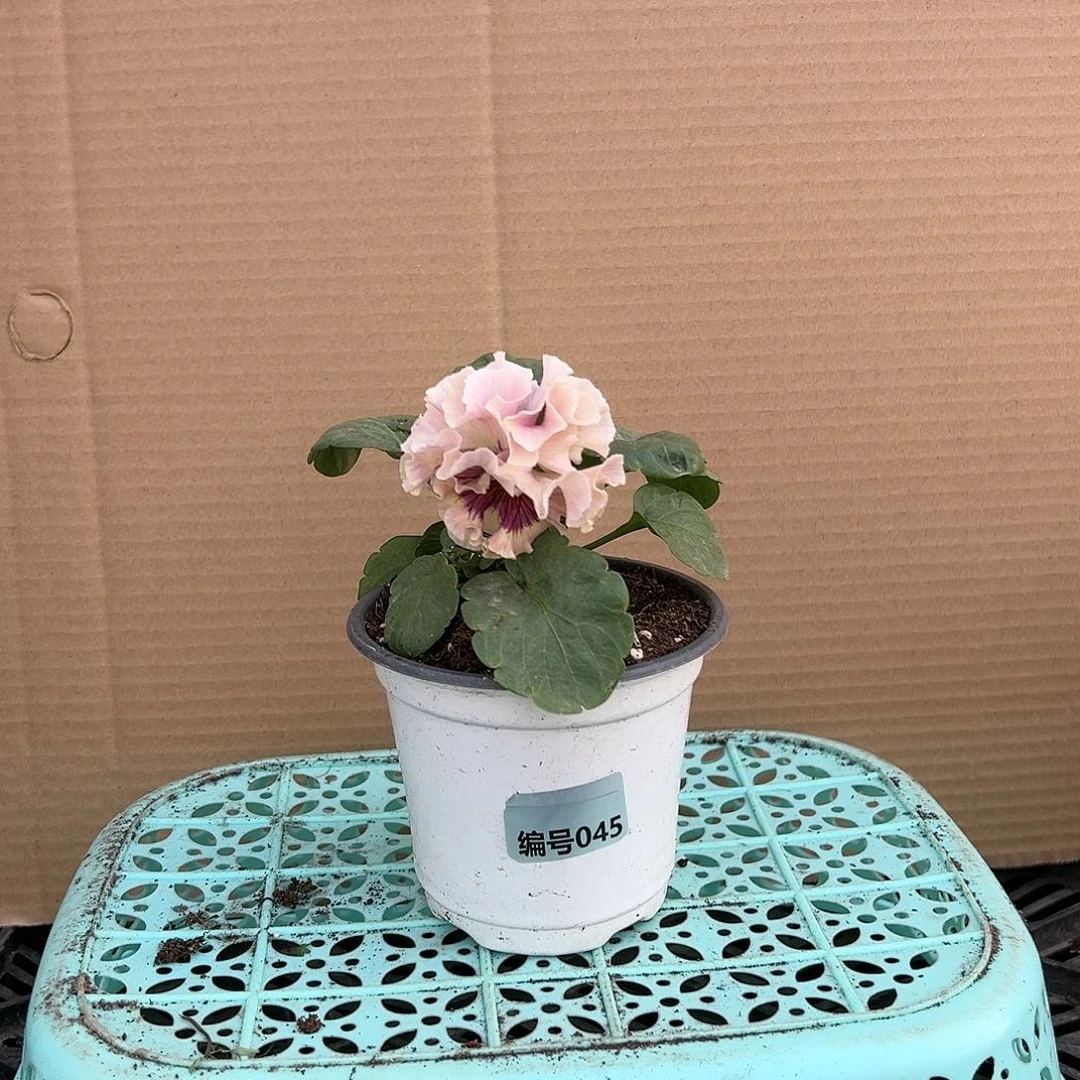 【闪购商品】完全开放045号