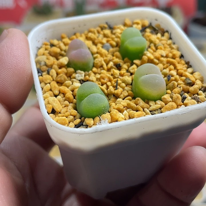 彦****佳人园艺多肉生石花342