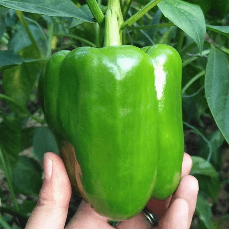 灯笼椒苗绿灯笼椒秧苗带土生长青椒种苗四季庭院蔬菜秧苗春季高产