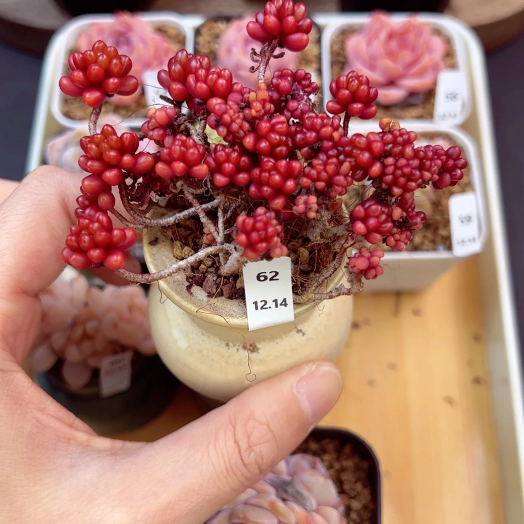 好好看62、哈哈哈哈