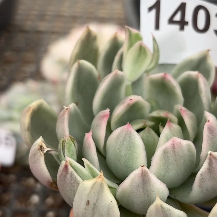 高白瓷水晶恋人头盖锦满18包邮当场凑单凑不满发顺丰到付