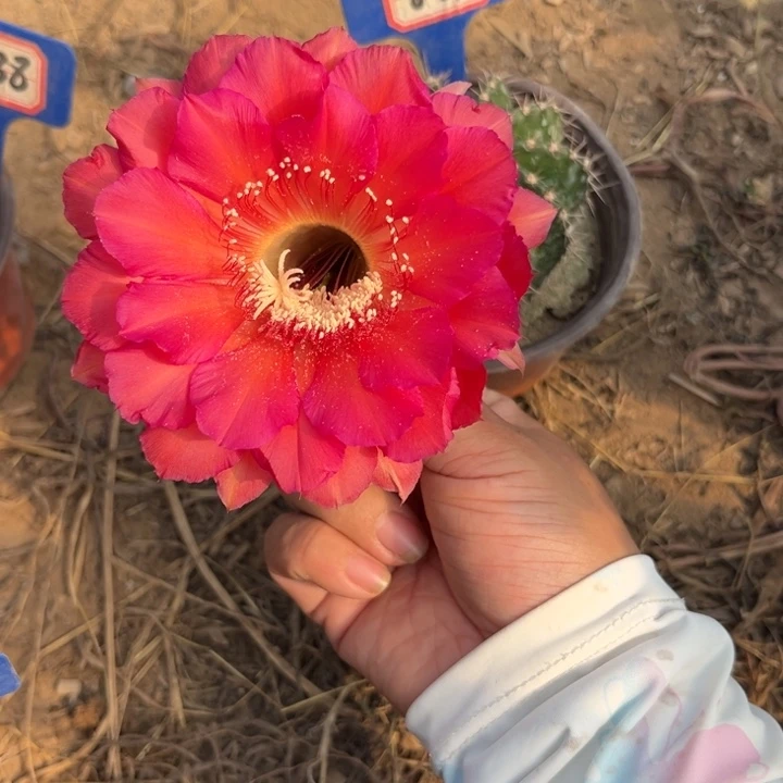 美***天851，实生彩草。。。。