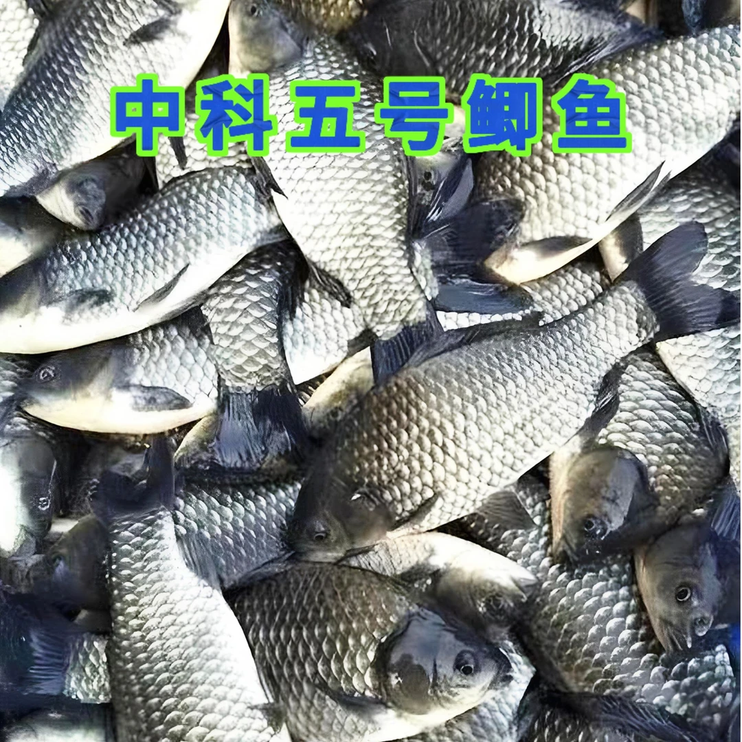 中科5号鲫鱼大板鲫高背鲫宠物活体淡水银鲫鱼大种鲫鱼水族活体鱼