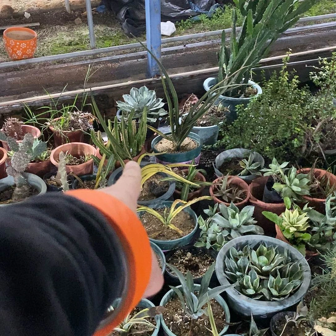 春***误虎皮兰一颗。