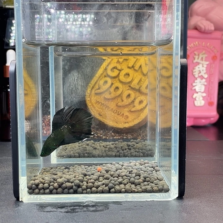 斗鱼62号924早绿半