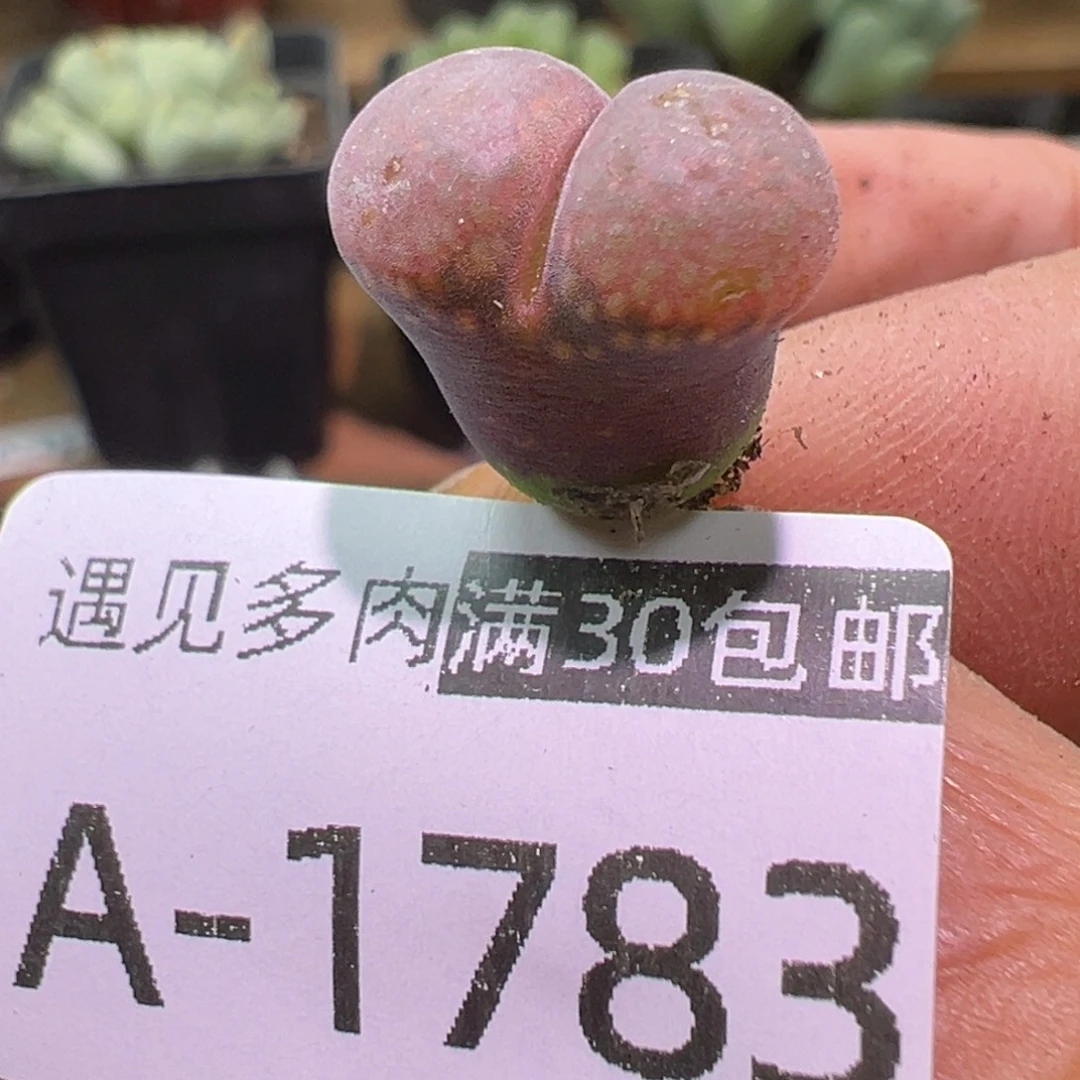 多肉植物11111111111