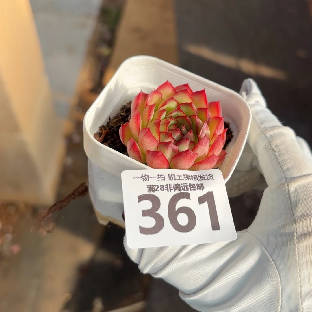 梦幻玫瑰单头无盆土发货