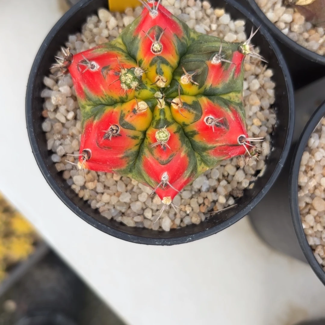 4-1219泰国发货多肉