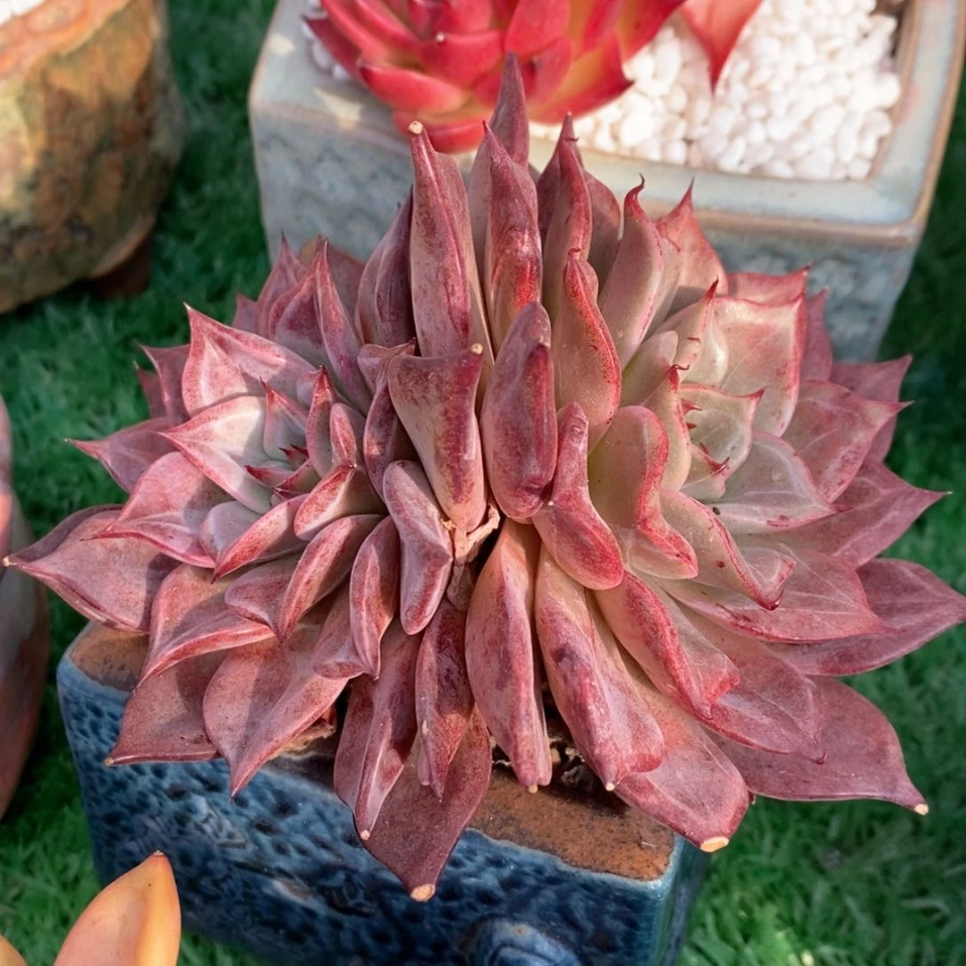 娇兰多肉植物盆栽