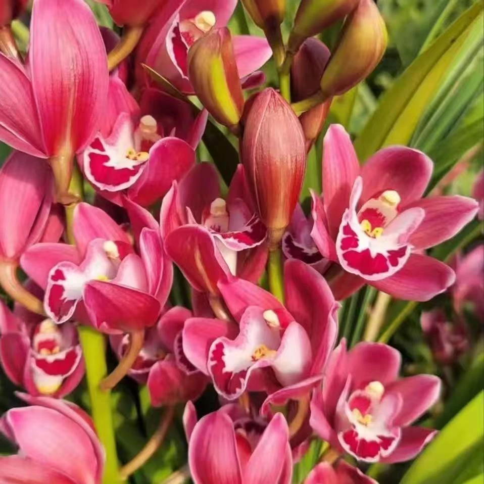 精品兰花蕙兰红宝石【3-5】花剑带花苞浓香型花卉年宵花高档花卉