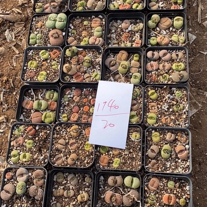 1740一拖生石花带土