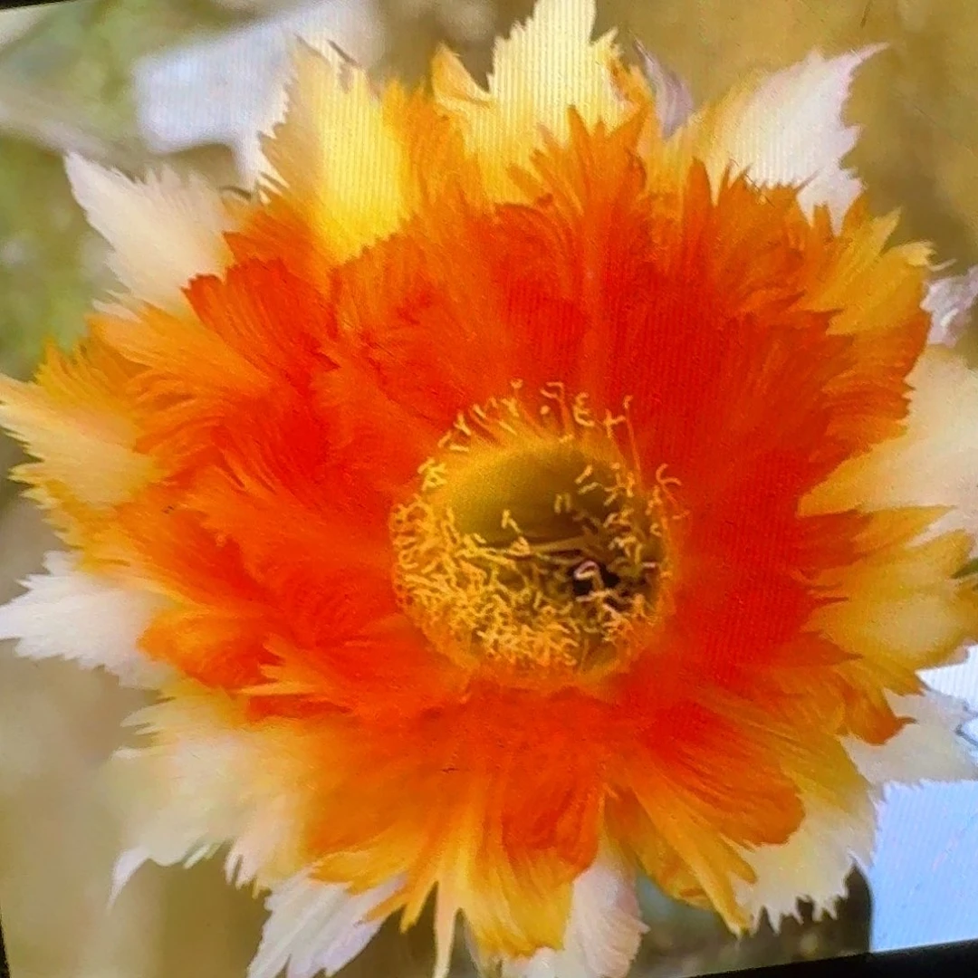 魔羽侧芽4公分彩草