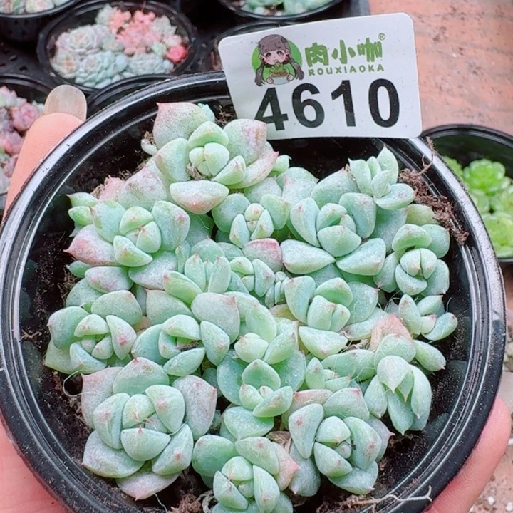 多肉植物多肉植物