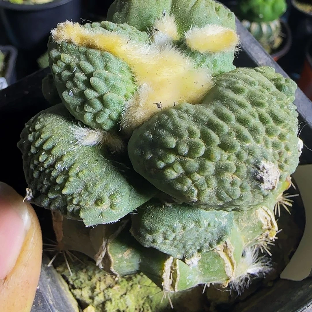 大尤丸叶怒涛449福利