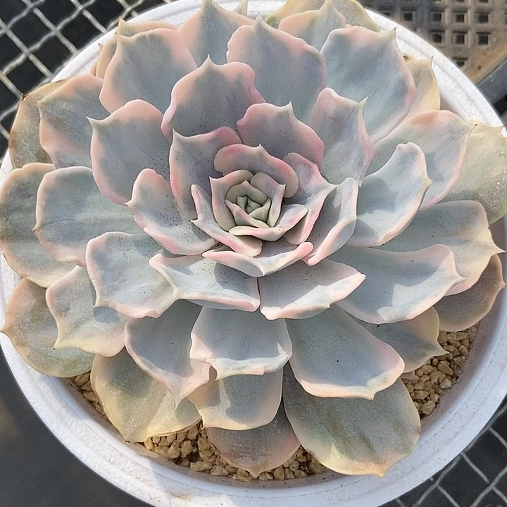 丽娜莲锦大单头的