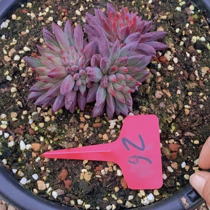 梦****、这个我就知道这点