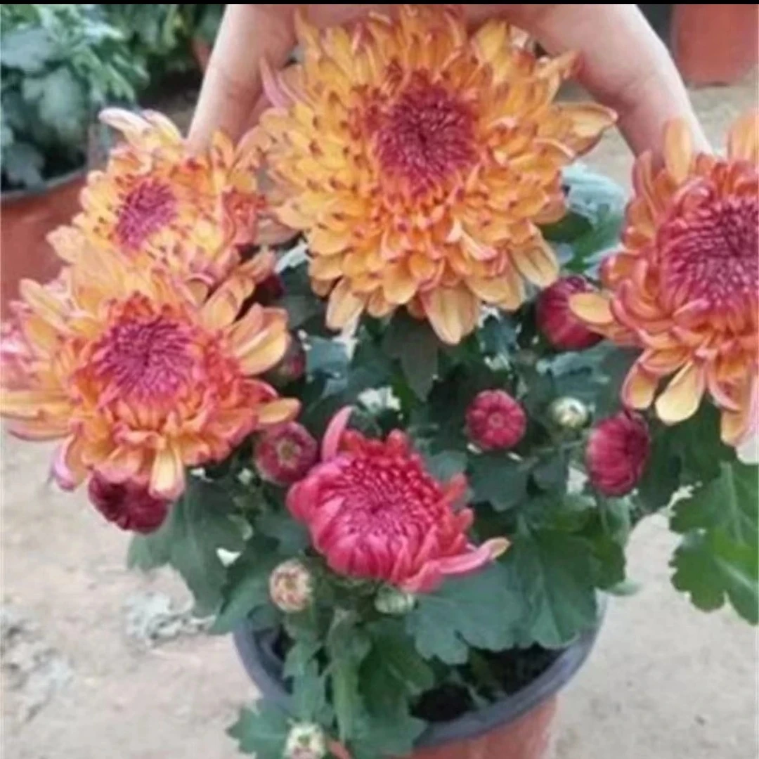 九月菊【金玉满堂】菊花大苗 盆栽大花系列开花漂亮耐寒植物