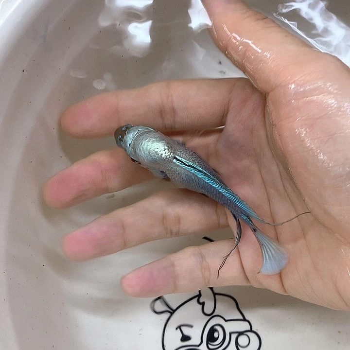 集***号罗汉鱼满银托运888888888888