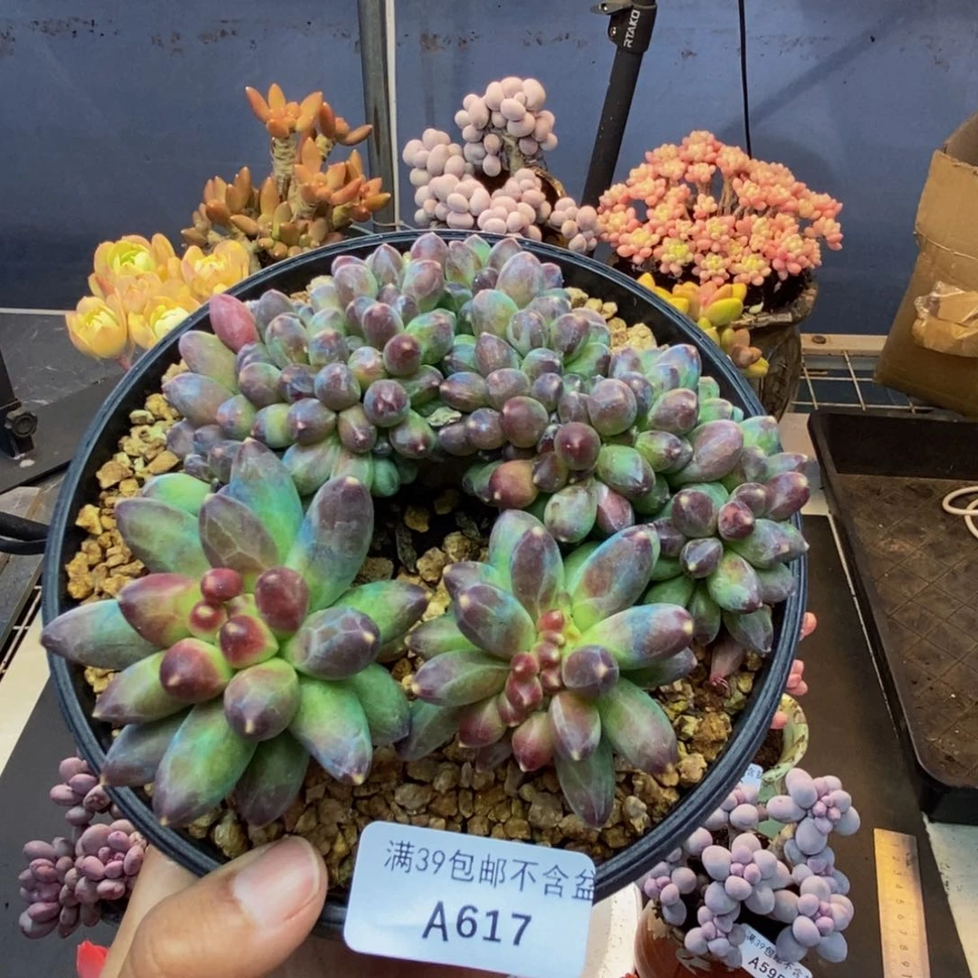 617香蕉树缀多肉10c m