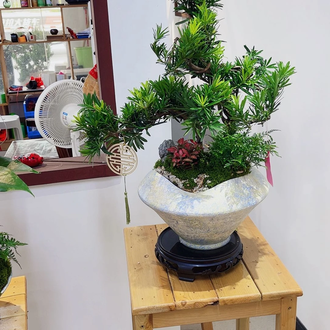 完全开放高端盆景一物一拍