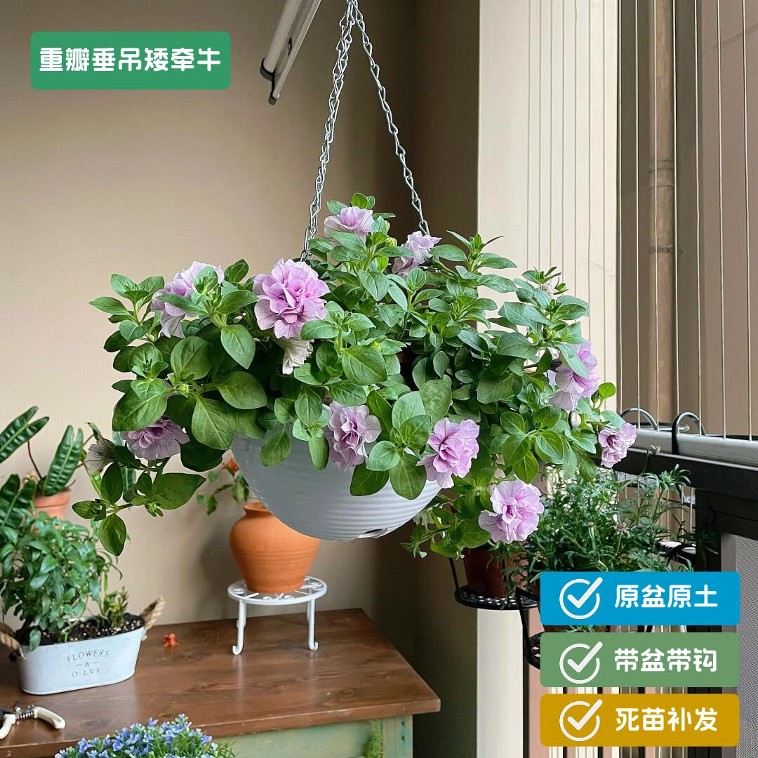 【冰淡紫】大盆重瓣矮牵牛带吊盆带花苞发货