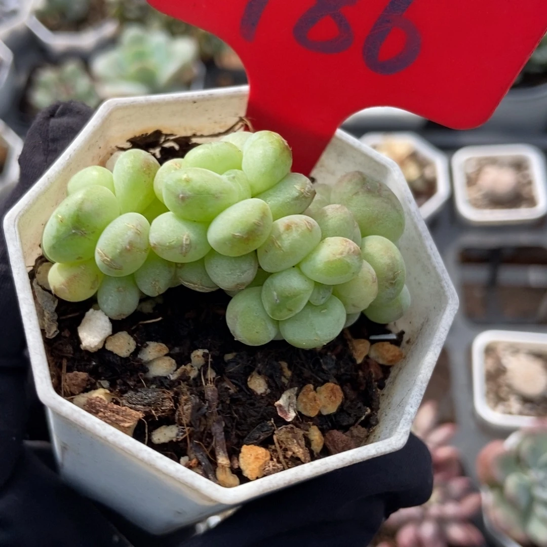986阳光玫瑰多肉植物