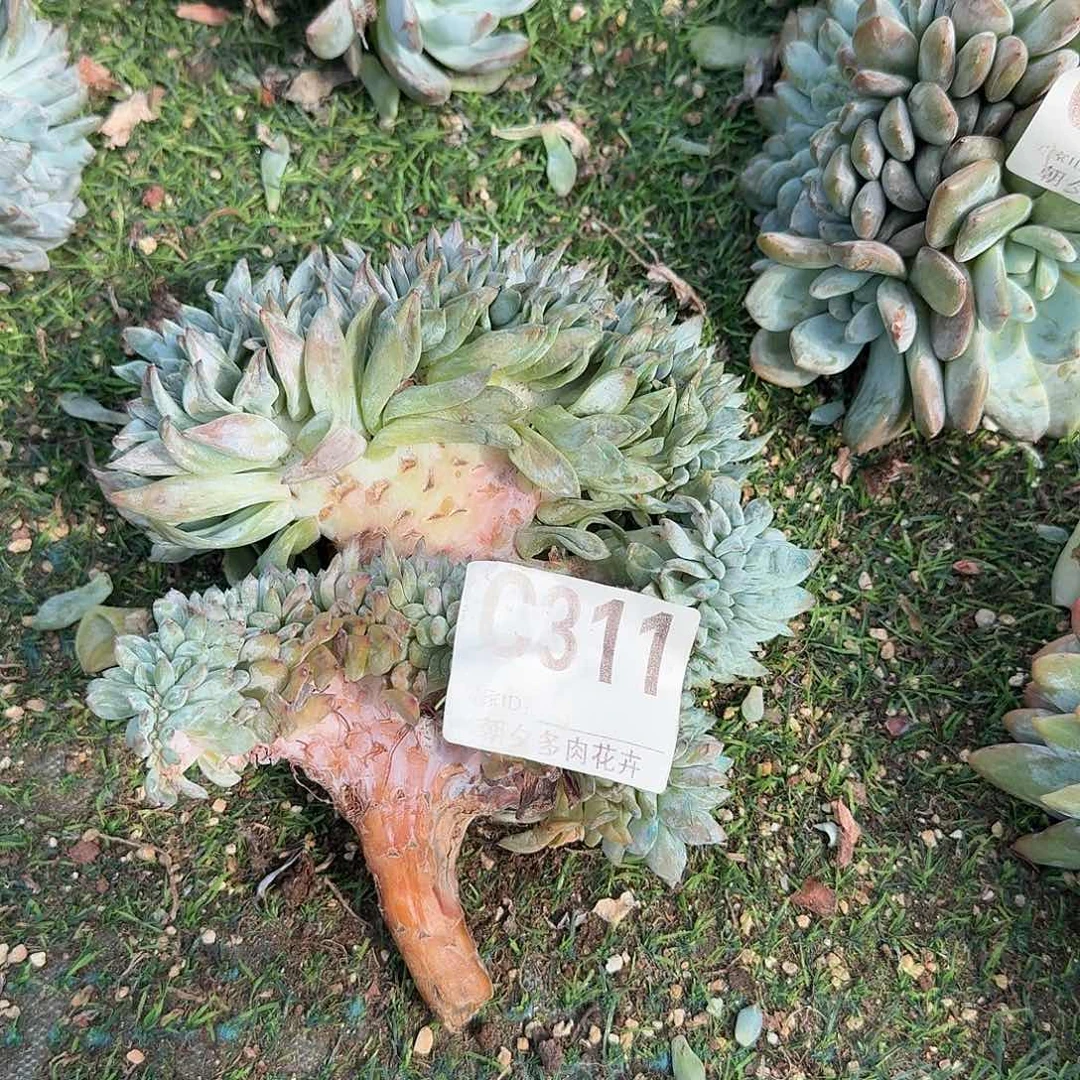 瑕疵福利瑕疵福利