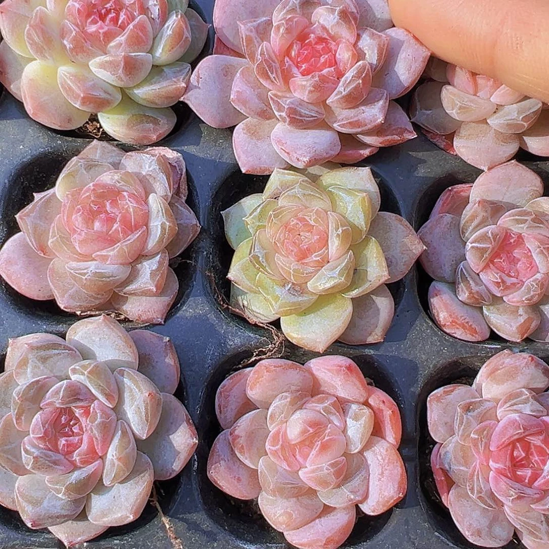 精品冰魄苗3颗多肉