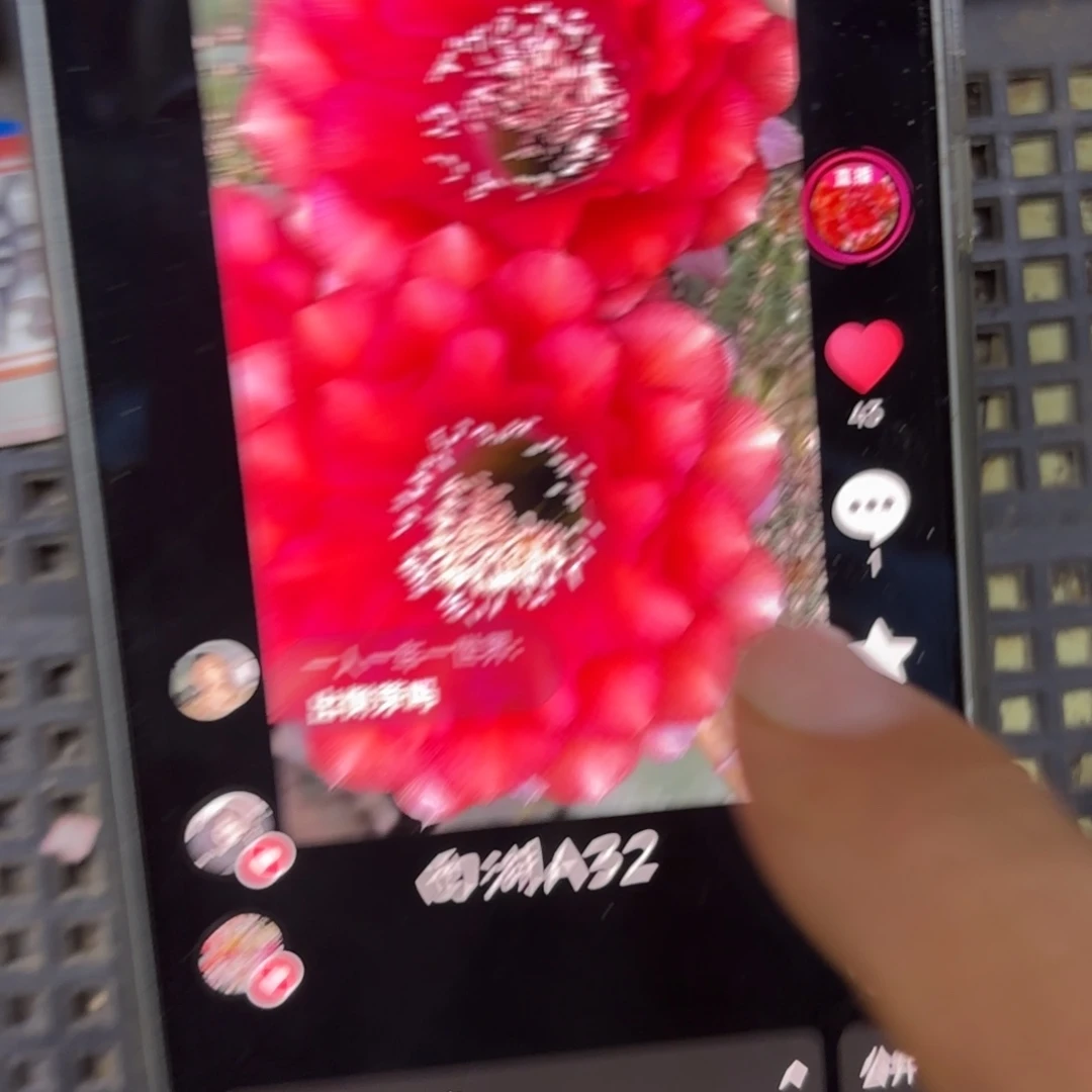 A32彩侧牙20包邮仙人球24