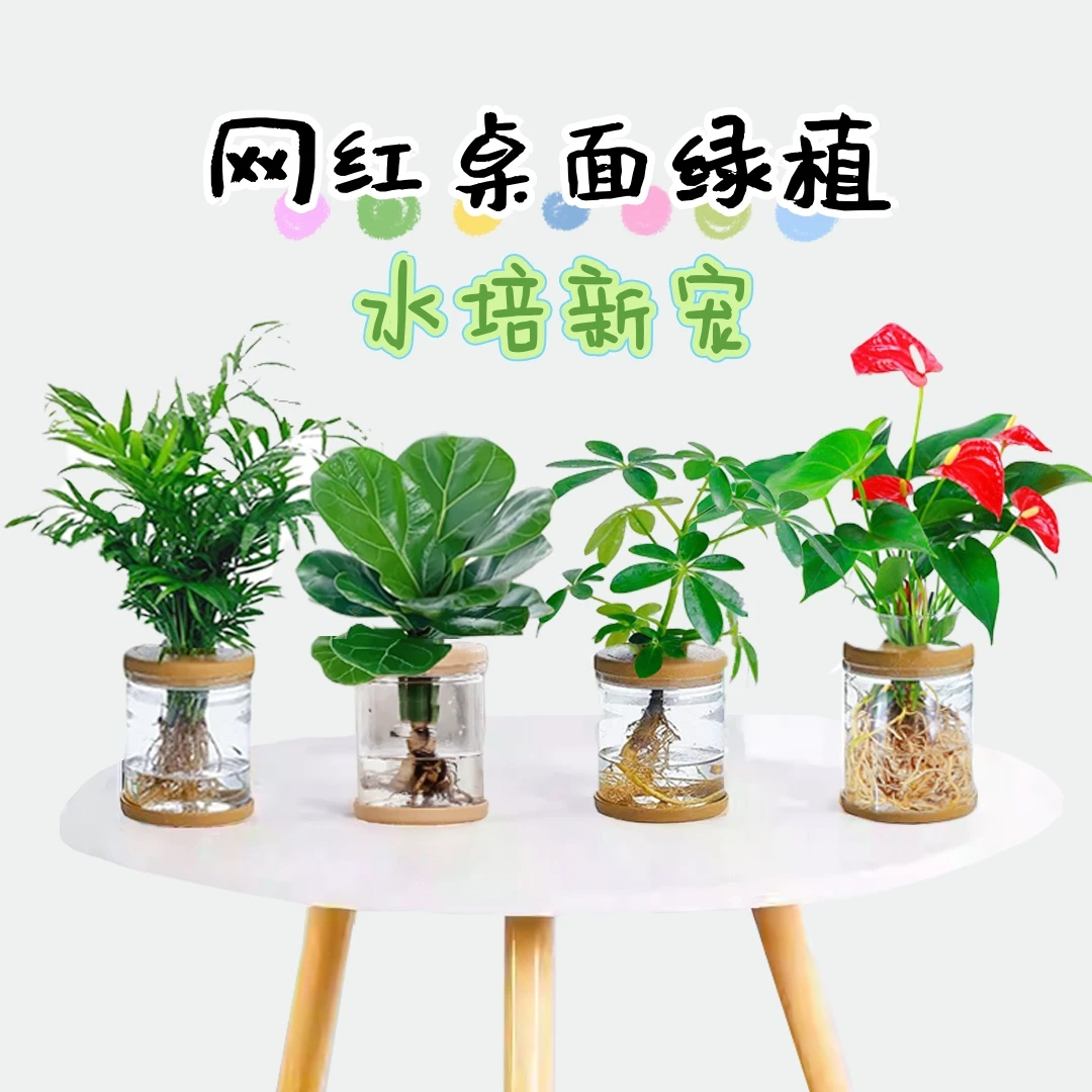 【买三送一】水培春羽玛丽安发财树文竹水培红掌白掌室内高级感绿植