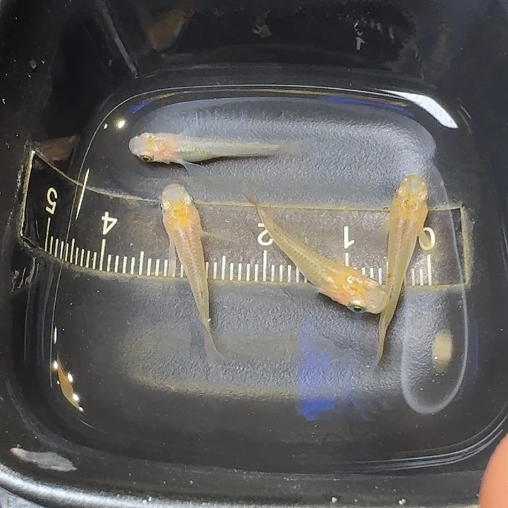 青鳉鱼112号拍品黄金黑鳞