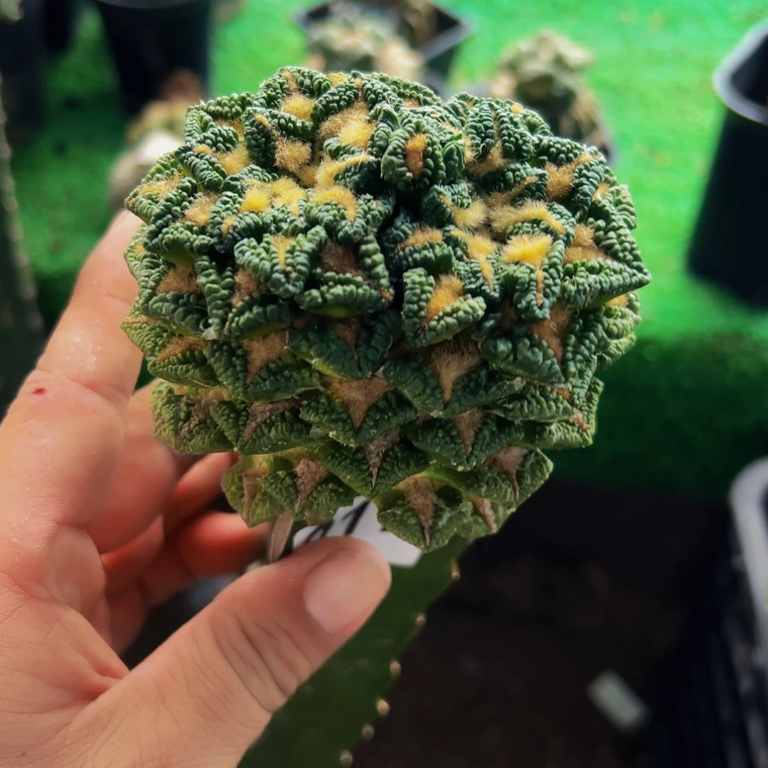 无花朵单头双心大尤黑牡丹217