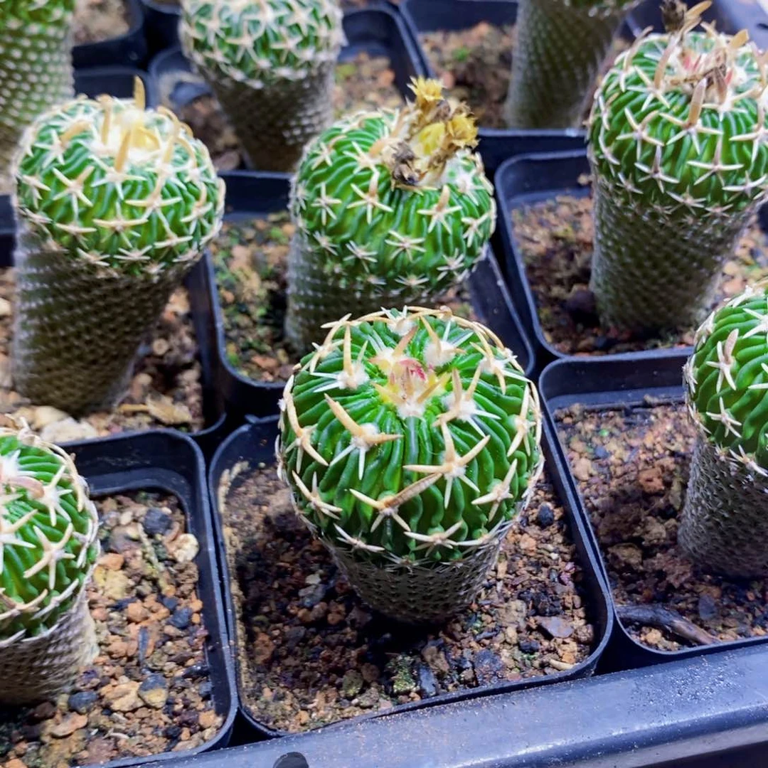 太刀兰111111111111个