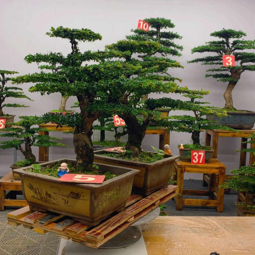 不开花植物罗汉松盆景一对