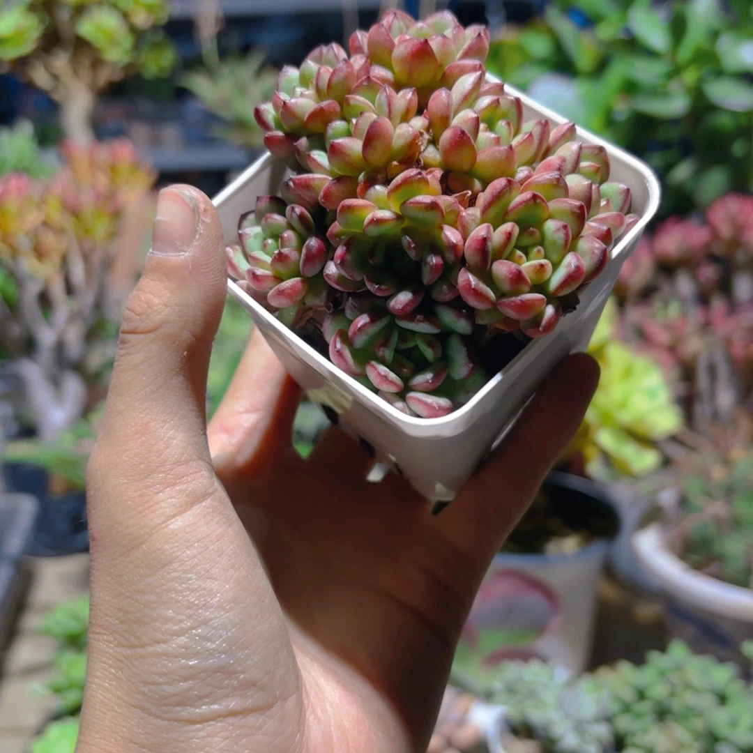 亚当珍妮7cm新疆包邮