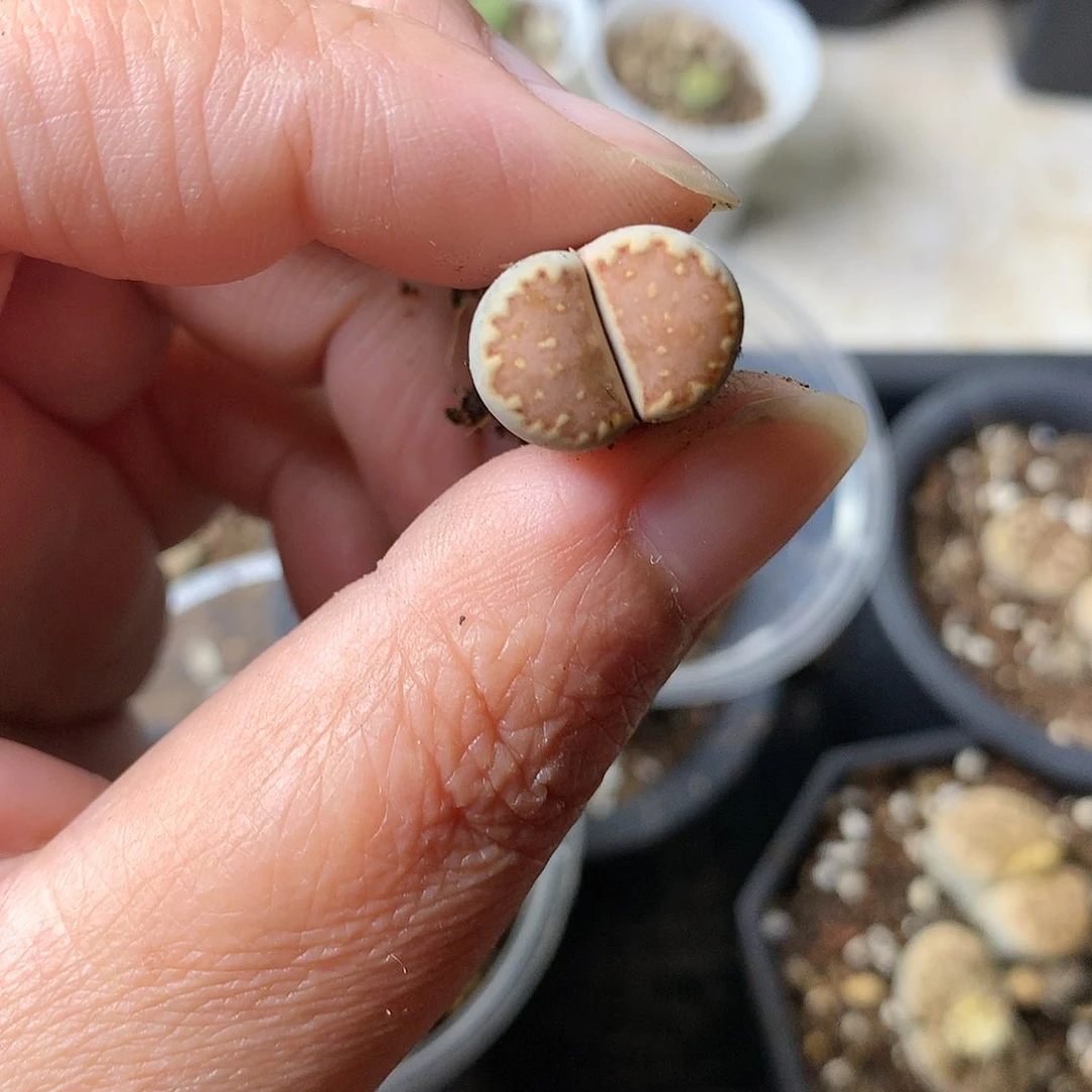 C**?G246多肉植物保护